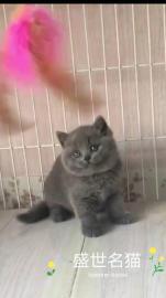 高价收猫收各种小猫