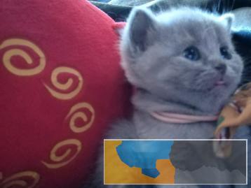 纯种英短蓝猫 非近交，保证血统 仅出售两只缓解猫妈妈压力