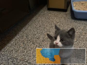 纯种蓝猫蓝白英短幼崽三个月大