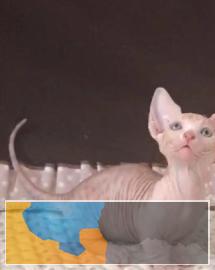 加拿大斯芬克斯无毛猫常年出售包纯种包健康