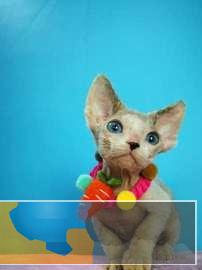 小八猫舍 完美德文卷毛猫聪明健康包纯种健康