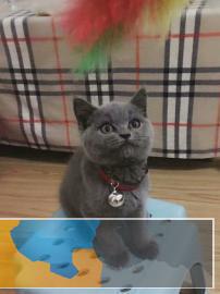 本地正规注册猫舍出售英短蓝猫宝宝