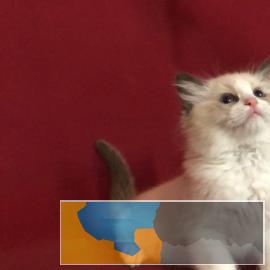 活体布偶猫纯种海豹双色布偶猫