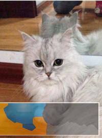 金吉拉猫颜色齐全，疫苗齐全多只在售可上门