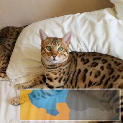 温柔家猫性格孟加拉豹猫时尚猫舍直销