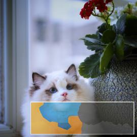 高端猫舍繁育布偶仙女喵免疫齐全随时可去新家