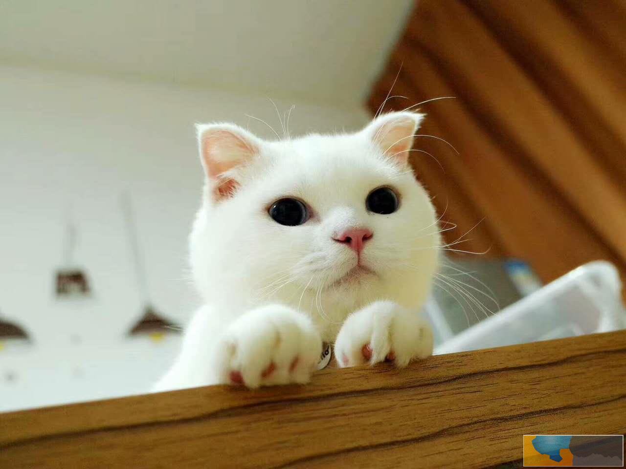 较大CFA认证猫舍自家繁殖纯种短毛猫 可上门 看父母