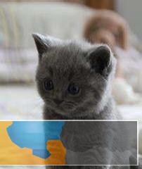 家有蓝猫，求领养