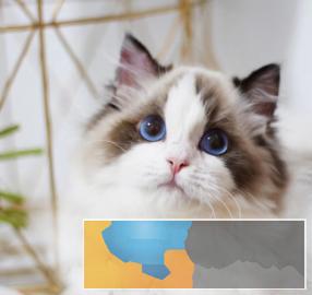 高颜值布偶猫海双蓝双温顺粘人爱撒娇包纯种