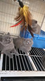 自家繁殖的英短，蓝猫，蓝白，渐层，布偶重点色