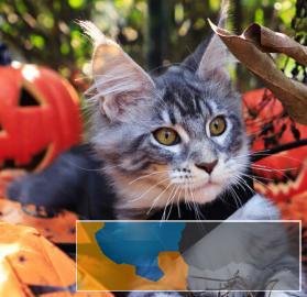 俄罗斯进口纯种高颜值长毛缅因猫纯种健康签协议