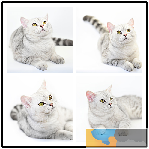 中山正规猫舍 专业繁殖英短 美短 加菲 布偶 蓝猫 金吉拉等