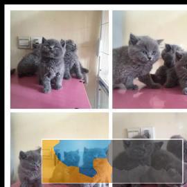 布偶蓝猫英短美短生活自理健康活泼可爱