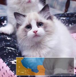 中山较大布偶猫繁殖场直销、包纯种养死包换签协议