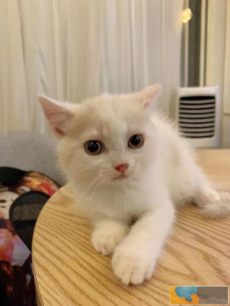 超可爱英国短毛猫