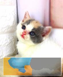 出售英国短毛猫、蓝猫、苏格兰折耳猫