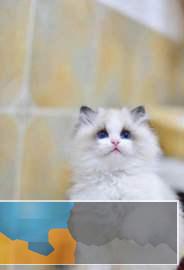 高端实体猫舍可上门可发货免疫齐全全国包送