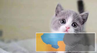 自家蓝紫眼海豹重点色暹罗猫暹罗幼猫3个多月