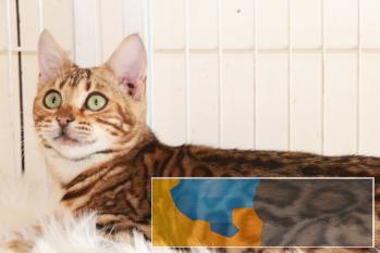 金豹会馆出售 孟加拉猫