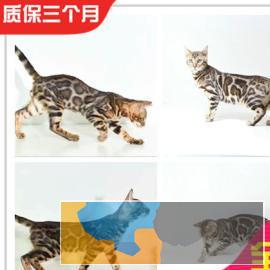 霸气的孟加拉豹猫、常年出售、全国可空运
