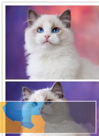 本地猫舍出售精品宠物国外引进布偶猫保证品质