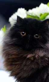 贵族气质高颜值波斯猫品质 包纯种健康