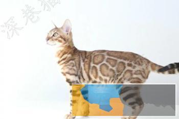 孟加拉豹猫找新家~弟弟妹妹都有多只可选