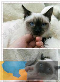 暹罗猫猫找新家~弟弟妹妹都有多只可选