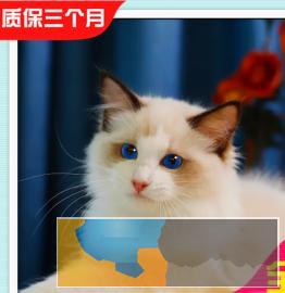 高颜值 仙女猫布偶猫，长相甜美 常年出售、多选