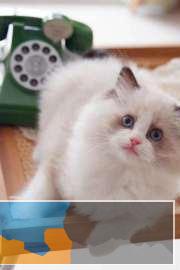 纯种布偶猫蓝双海双重点布偶均有欢迎上门