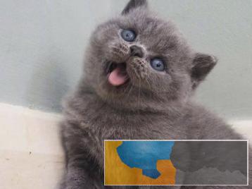 可爱听话的蓝猫出售品相好体质强放心喂养