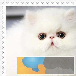超萌波斯猫颜色多只多选、价格可爱