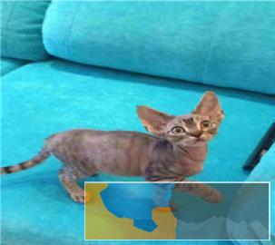 本地多只呆萌温顺猫咪出售价格实惠卷毛猫带回家