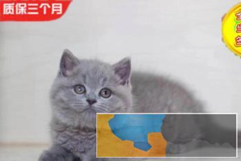 自家猫舍繁殖大包子脸橘眼巨萌蓝猫三包协议