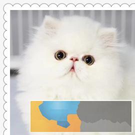超萌波斯猫颜色多只多选、价格可爱
