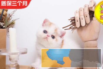 出售自家繁殖加菲猫无病无藓水滴眼可签协议