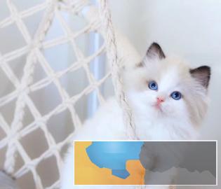 高端猫舍繁育布偶仙女喵免疫齐全随时可去新家