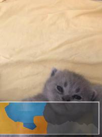 自家蓝猫宝宝招聘铲屎官健康活泼喜欢的进