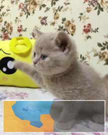 自家繁殖纯种英短蓝猫蓝白渐层加菲布偶