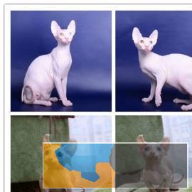 高品质无毛猫找家长健康漂亮无病癣