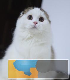 本地专业繁殖折耳猫保纯种健康品相完美