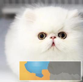 超萌波斯猫颜色多只多选