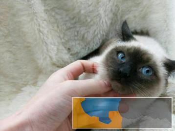 有暹罗猫出售放心省心疫苗齐全活