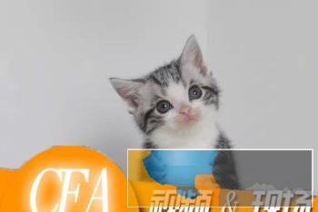 CFA，ICE双协会注册认证，专业繁育纯血短毛猫