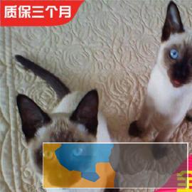 高端纯种暹罗猫疫苗齐全包健康活
