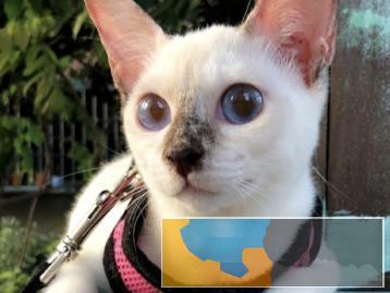 猫舍繁殖出售暹罗猫多只可挑选活泼健康粘人