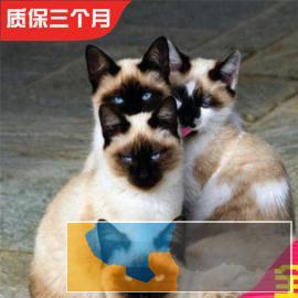 高端纯种暹罗猫疫苗齐全包健康活