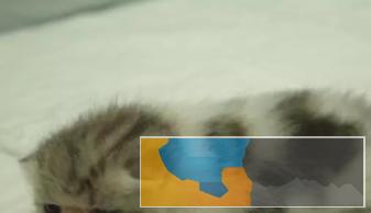 大爆毛超厚毛量一线精品波斯猫颜色多重要健康