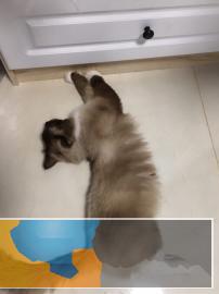 低价转让布偶猫咪