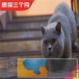 精品大包子纯种蓝猫疫苗齐全三证齐全